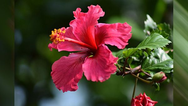 6. Japa Flower 6. Japa Flower