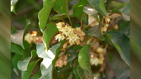 8. Bakul Flower 8. Bakul Flower