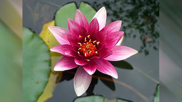 9. Lotus Flower 9. Lotus Flower