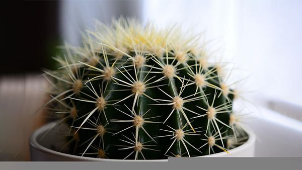 1. Cactus Plant 