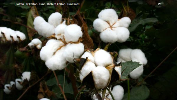 2. Cotton Plant 