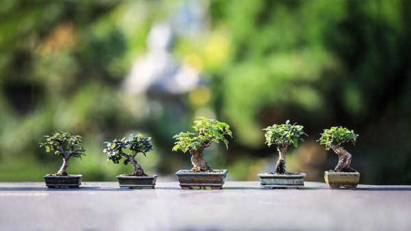 5. Bonsai Plant 