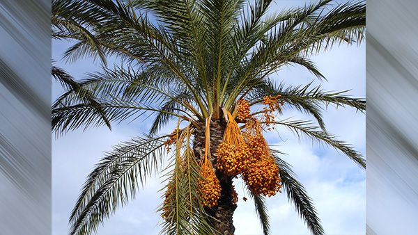 6. Date Palm Tree