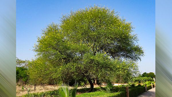 7. Acacia (Babul) Tree 