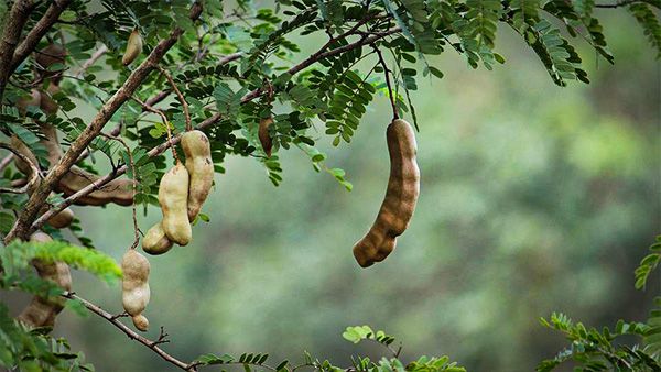 8. Tamarind Tree