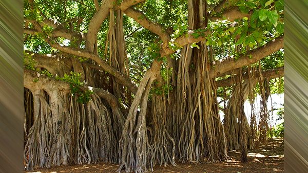 9. Banyan Tree 