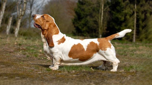12. Basset Hounds 