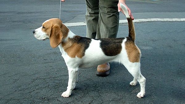 3. Beagle