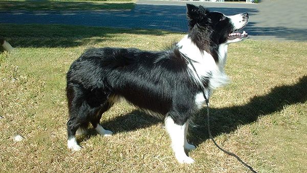 4. Border Collie