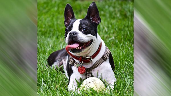 5. Boston Terrier