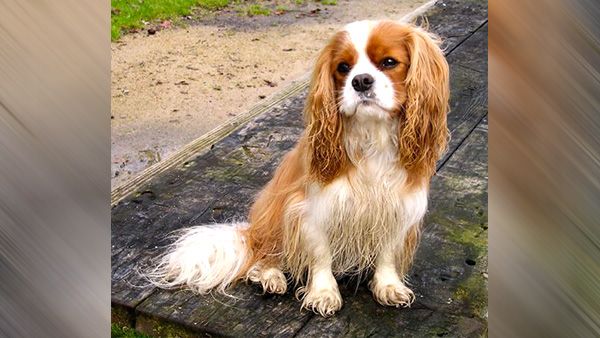 7. Cavalier King Charles Spaniel Puppies