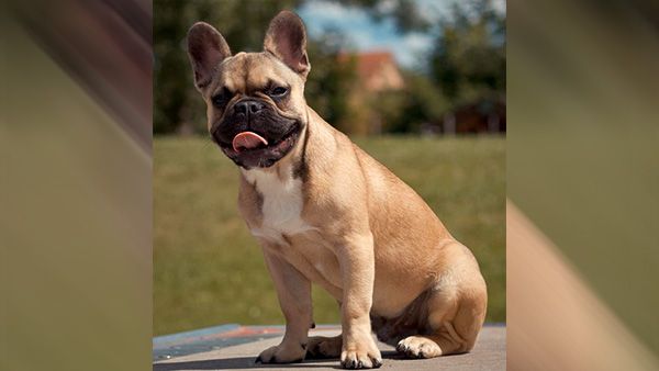 11. French Bulldogs 