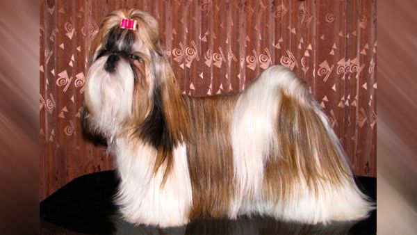 10. Shih Tzus 