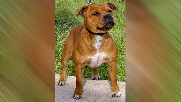 6. Staffordshire Bull Terriers