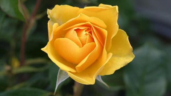 Yellow Roses: Yellow Roses: