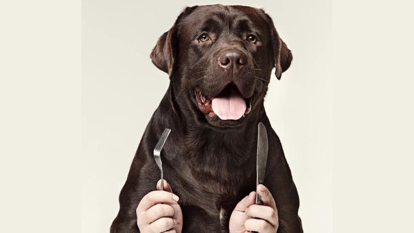 Fruits that are safe for dogs