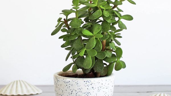 7. Jade plant