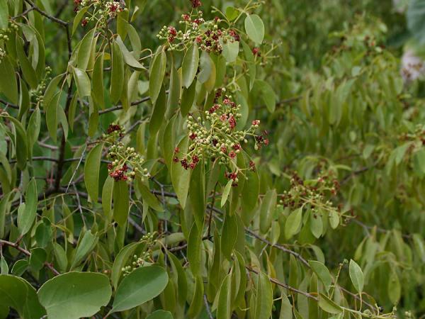 ચંદનનું ઝાડ