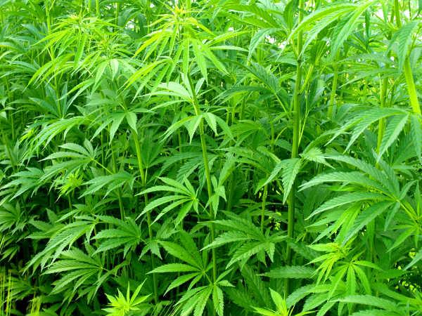 ભાંગનું ઝાડ