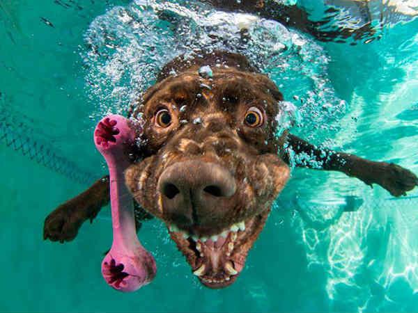 પાણીની અંદર ફોટોગ્રાફી