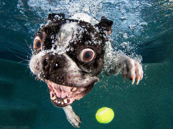 પાણીની અંદર ફોટોગ્રાફી