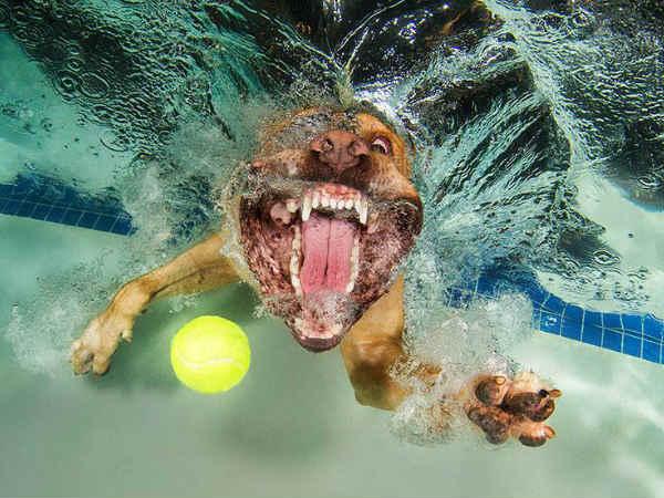 પાણીની અંદર ફોટોગ્રાફી