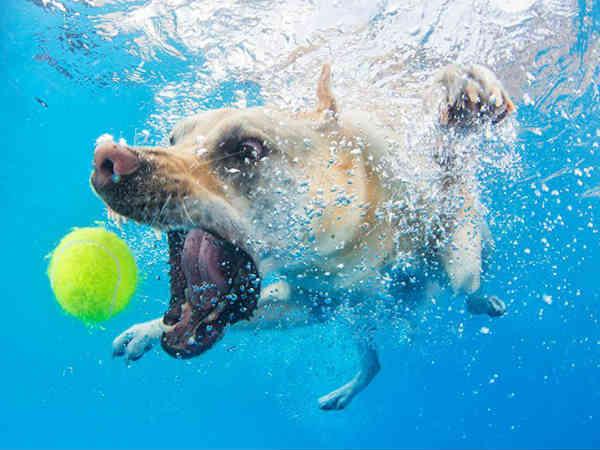 પાણીની અંદર ફોટોગ્રાફી