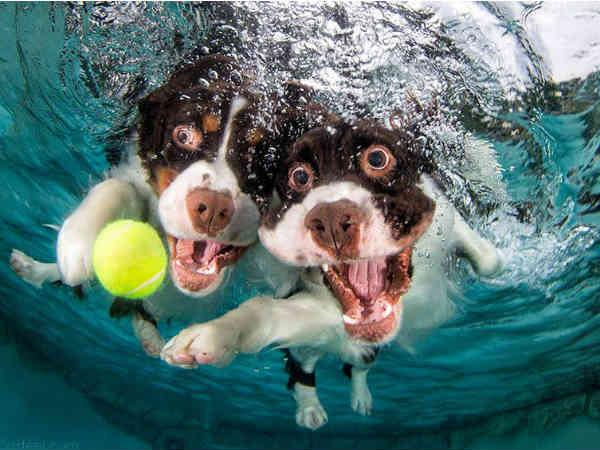 પાણીની અંદર ફોટોગ્રાફી