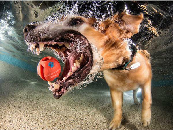 પાણીની અંદર ફોટોગ્રાફી