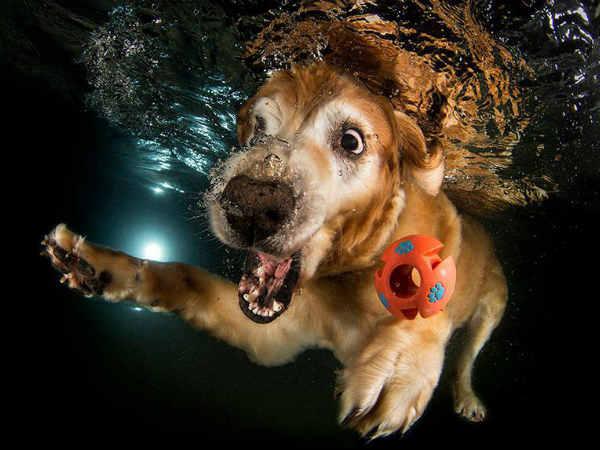 પાણીની અંદર ફોટોગ્રાફી