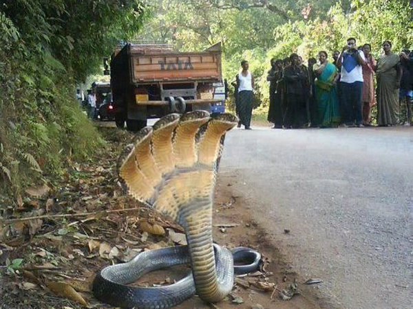 પંચમુખી નાગે આપ્યા દર્શન જુઓ વીડિયો...