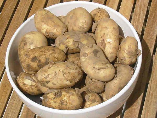  દેશી નહી વિદેશી નહી બટાકા