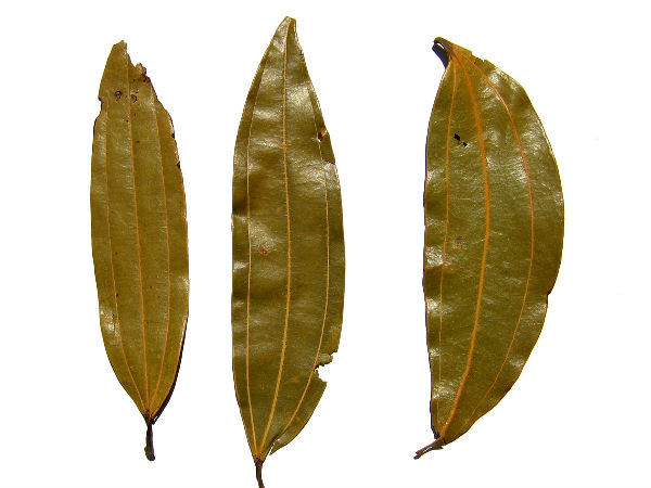 ૮. તમાલપત્ર