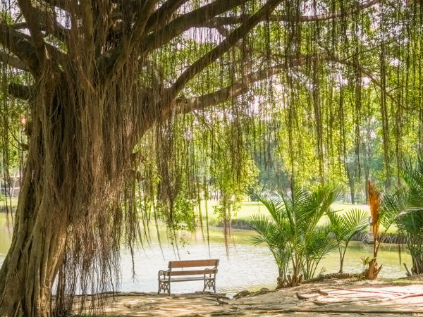 7. વડના વૃક્ષના મૂળિયા