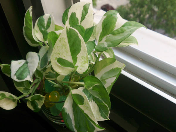 પાંદડા નીચે ન પડે