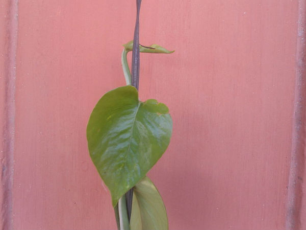 દક્ષિણ-પૂર્વમાં ઉગાવો