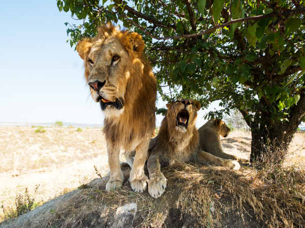 ethiopian girl who saved from three lion