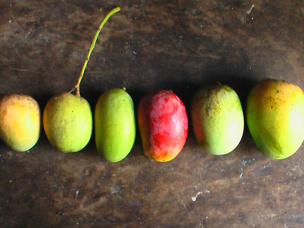 Where does the Langra Aam get its Name from