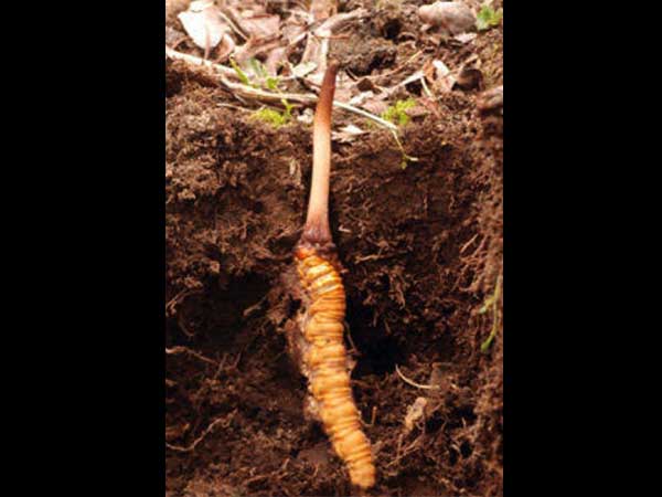 નેપાળમાં લગાવી દેવાયો પ્રતિબંધ