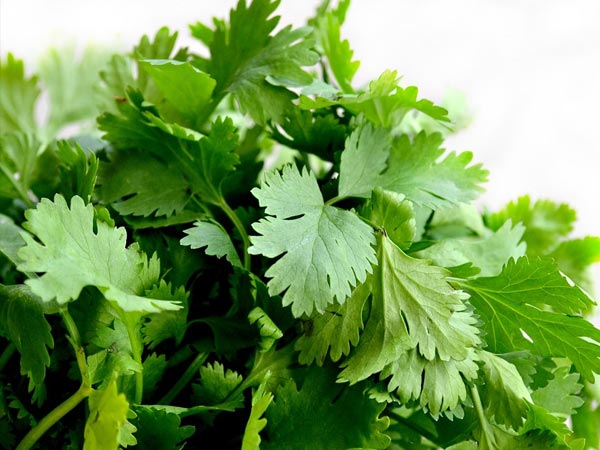 coriander for skincare