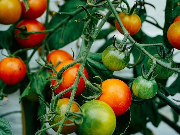 # 9 ટોમેટોઝ