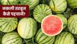 असली और नकली तरबूज की पहचान कैसे करें?