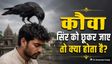 कौवा सिर को छूकर जाए तो क्या होता है? जानें इसका मतलब