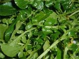 पालक खाइये, सुंदरता बढ़ाइये