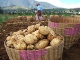 बगीचे में कैसे उगाएं स्‍वास्‍थ्‍यवर्धक आलू 