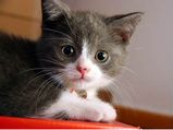 बिल्ली को बांधने की परंपरा