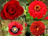 बगिया में लगाइये ये लाल रंग के फूल 