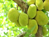 कटहल के छुपे स्‍वास्‍थ्‍य लाभ 