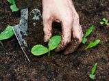 लॉन की बुआई के लिए टिप्स