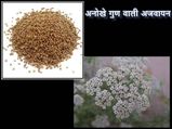 अनोखे गुण वाली है अजवायन 
